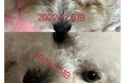 狗狗泪痕问题解决方案（选择合适的狗粮是关键）