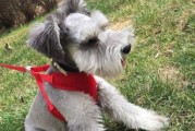 迷你雪纳瑞犬的美容与卫生（让宠物更健康，更漂亮）