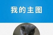 斯可可猫的饲养方法（如何照顾你的斯可可猫）