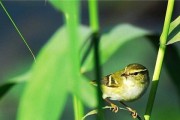 黄眉柳莺饲养方法（如何饲养一只健康活泼的黄眉柳莺）