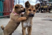 柴犬与土狗的区别（相似但不同）