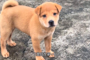最有代表性的六种中华田园犬，排名第一的居然是它！