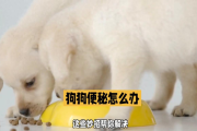 狗狗便秘怎么办？如何预防狗狗便秘？