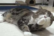 为什么猫咪会舔屁股？（探索猫咪舔屁股的原因和意义）