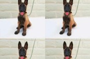 以马犬的月度变化与需求（宠物以马犬在不同时间段的生活需求与行为表现）