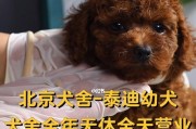 泰迪幼犬的合理喂养方法（如何确定泰迪幼犬的饮食量及频率）