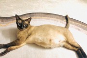 猫咪快要生了！如何判断猫咪即将分娩？（了解猫咪的表现和迹象，帮助你准备迎接新生命的到来）