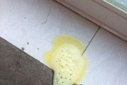小狗鼻子有液体是什么？（揭开小狗鼻子液体之谜）