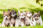 如何训练狗狗成为听话懂事的宠物犬（培养你的狗狗成为忠诚、友善和规矩的伴侣）
