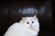 小花猫的眼睛之谜（探索小花猫眼神的奥秘）