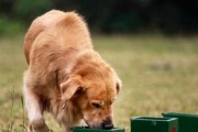 训犬黄金时间，科学养宠开始（掌握训犬技巧，助您成为宠物专家）