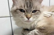 半个月大的小猫饮食指南（为您的小猫宝宝提供健康营养的饮食建议）