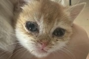 用猫鼻支打什么针？（了解猫鼻支的应用及作用）