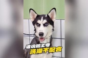 哈士奇夏天的洗澡频率（夏日清凉护理，哈士奇洗澡须知）