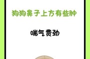 狗狗鼻子为何变色？解析可能的原因与应对方法（感冒还是营养不足？狗鼻子颜色变浅的隐患与处理技巧）
