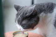 猫咪腹泻原因大揭秘（罐头食品、寄生虫、消化系统问题均可导致猫咪腹泻）