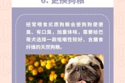 八哥犬的寿命与长寿秘诀（揭秘巴哥犬的预期寿命以及延长寿命的关键）