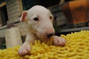 幼犬Bob的成长故事（一只活泼可爱的小狗的日常冒险）