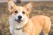 柯基犬的叫声之谜（探究为何柯基犬喜欢叫）