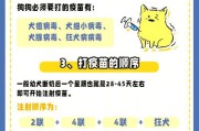 泰迪狗打完针后多久可以洗澡？（为了宠物健康，要注意合适的洗澡时机）