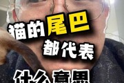 没有尾巴的猫（独一无二的尾巴缺失，它们到底有什么故事？）