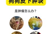 狗皮下的疙瘩（探索狗皮下的神秘疙瘩的奥秘）