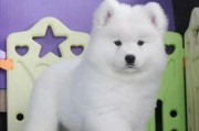 萨摩耶犬防疫针（养犬人士必读，了解关键时间点！）