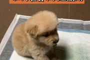 狗狗的大小便时间规律（了解狗狗的排泄习惯，让你更好地照顾它）