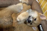 如何让宠物狗狗乖乖待在家里（让你的爱犬宅在家里，不再惊扰邻居）