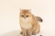为什么猫咪喜欢吃猫薄荷？（探索猫薄荷对猫咪的吸引力及益处）