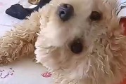 动物为什么不爱洗澡？（揭秘动物洗澡的原因和心理）