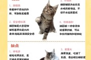 缅因猫价格表及其优缺点（了解缅因猫的价格及其特点，选择适合你的宠物伴侣）