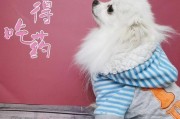 银狐犬乱咬东西怎么办？（宠物教育、环境改善，让银狐犬不再乱咬！）