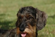 宠物急救手册（以小犬为例，了解正确的急救方法及常见误区）