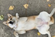 柴犬的耳屎特征及清理方法（了解柴犬的耳屎情况，保持犬耳健康）