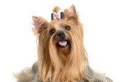 如何处理西施犬毛发打结问题（让你的宠物毛发柔顺亮丽，提升形象）