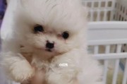博美犬为何胆子小？（解析博美犬胆小的原因及应对方法）