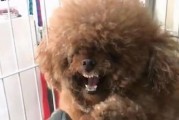 泰迪为什么喜欢咬线？（探索泰迪咬线行为的原因和解决方法）