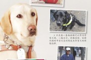 导盲犬种类大揭秘——哪些狗狗适合成为导盲犬（了解导盲犬的品种特点及培训流程，选择最佳伴侣）