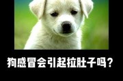 如何挑选健康的阿富汗犬？（以宠物为主，保障阿富汗犬的健康）