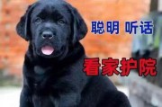 拉布拉多犬的导盲神奇之旅
