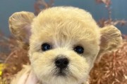 贵宾犬价格的决定因素及行情解析（揭秘贵宾犬市场行情和定价因素，解读你所不知道的贵宾犬价格）