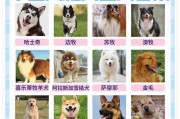迷你犬种——长不大的宠物狗（探索长不大宠物狗的种类和特点）