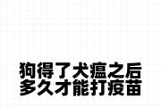 养狗必知！疫苗接种的重要性与注意事项（宠物健康的守护者，疫苗接种是关键）