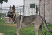 犬类世界的多样性（从智能犬到守卫犬，了解犬类世界的不同品种）