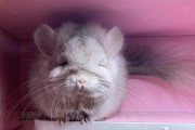 七个月的龙猫的成长全纪录（从可爱小宝宝到成长中的小顽童，龙猫是怎样变化的？）