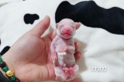 泰迪狗狗何时停止产奶？（探究泰迪狗狗断奶的时间和原因）