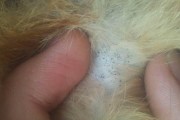猫身上的跳蚤（猫身上的跳蚤究竟长什么样子？探索跳蚤的生活秘密）