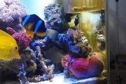 海水缸养什么赚钱？（打造海洋生态，开启赚钱新时代）