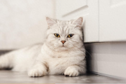 猫咪也会像人一样孕吐吗？猫咪孕吐背后藏着的两个关键原因